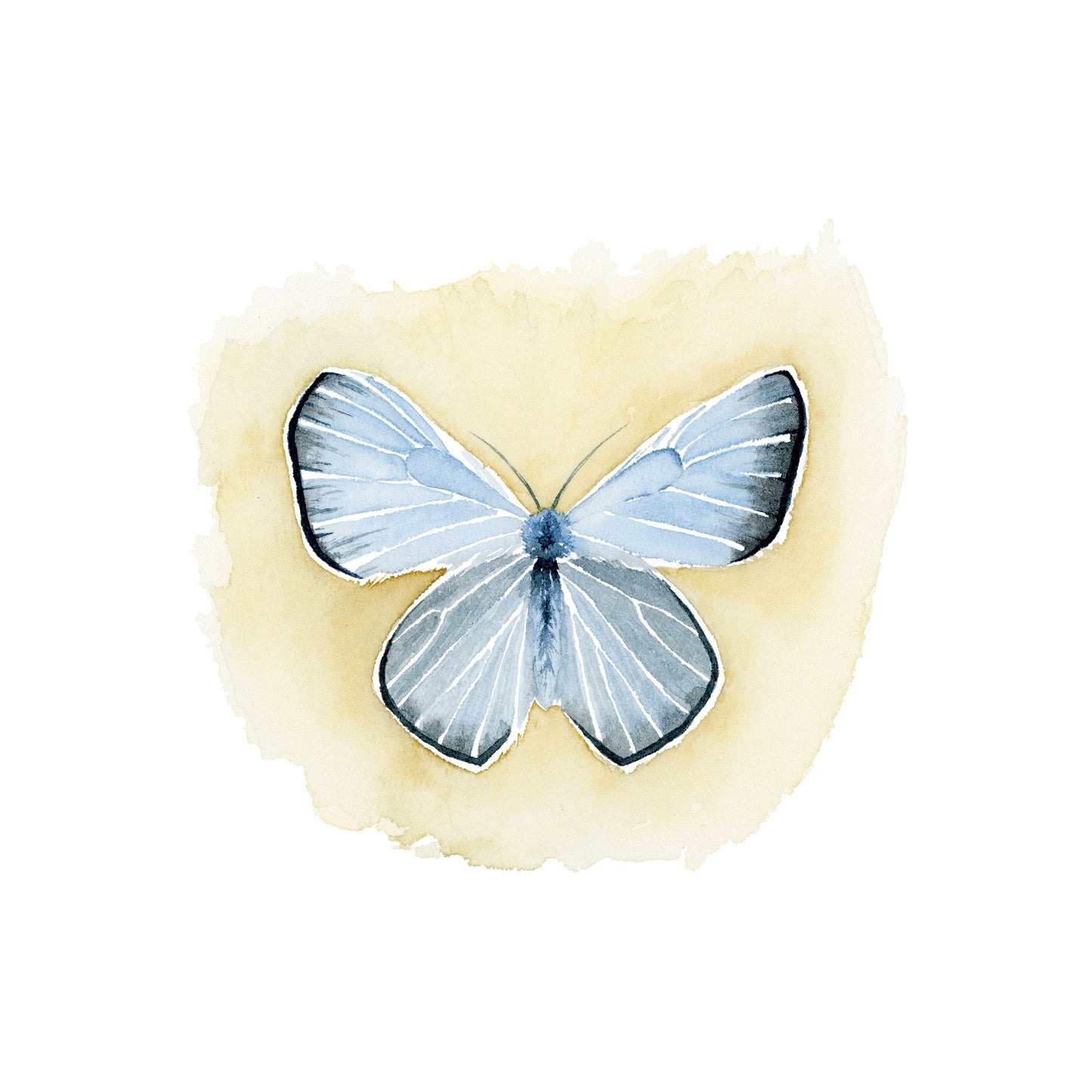 Watercolor Butterfly Print | Boisduval's Blue Butterfly